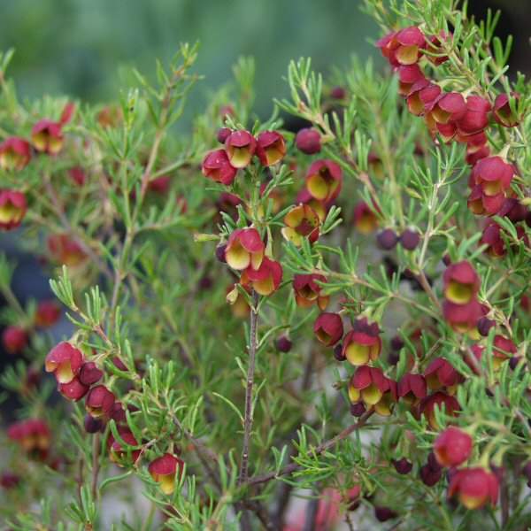 Image of Boronia megastigma 'Jack Maguire's Red'