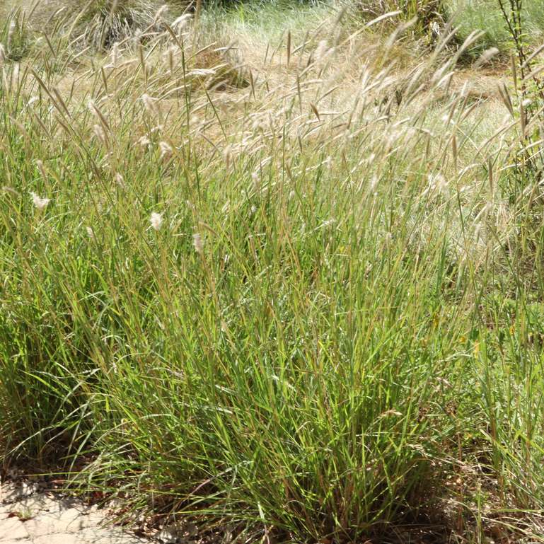 Image of Bothriochloa barbinodis