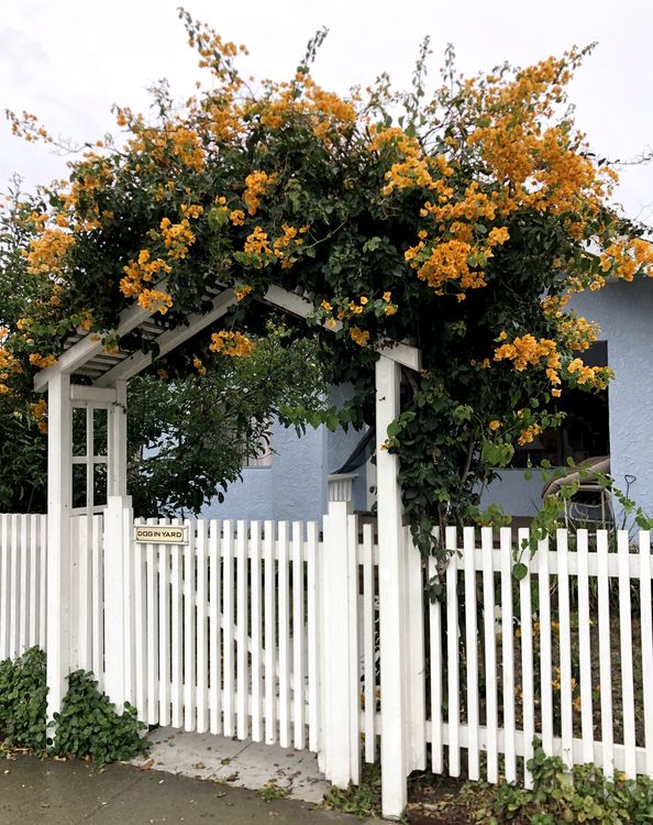 Image of Bougainvillea 'California Gold'