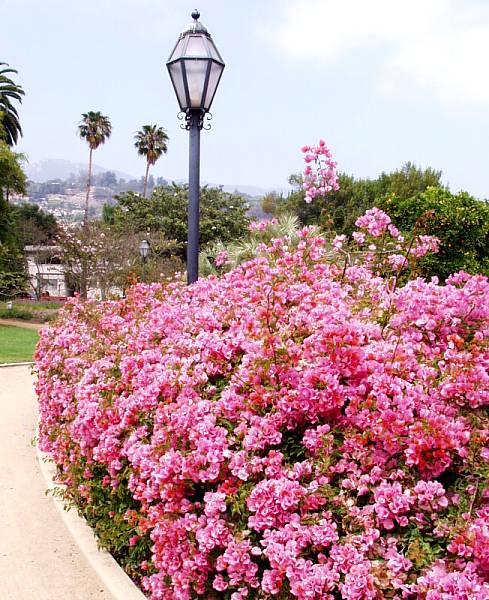 Image of Bougainvillea 'Rosenka'