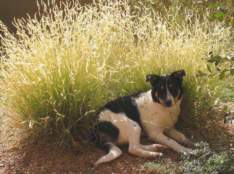 Image of Bouteloua gracilis 'Blonde Ambition' PP22,048