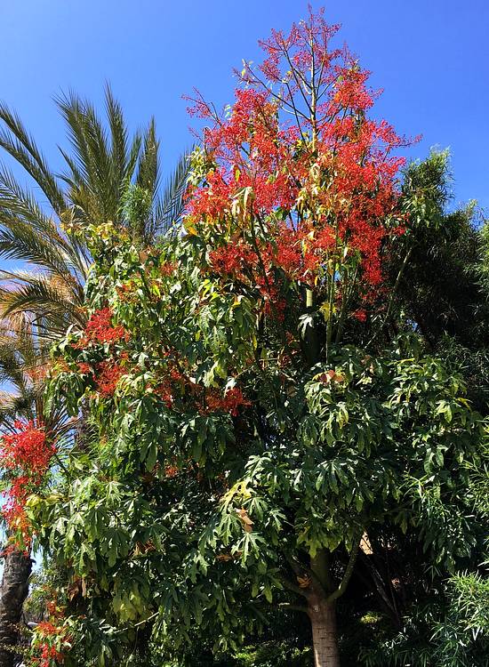 Image of Brachychiton acerifolius