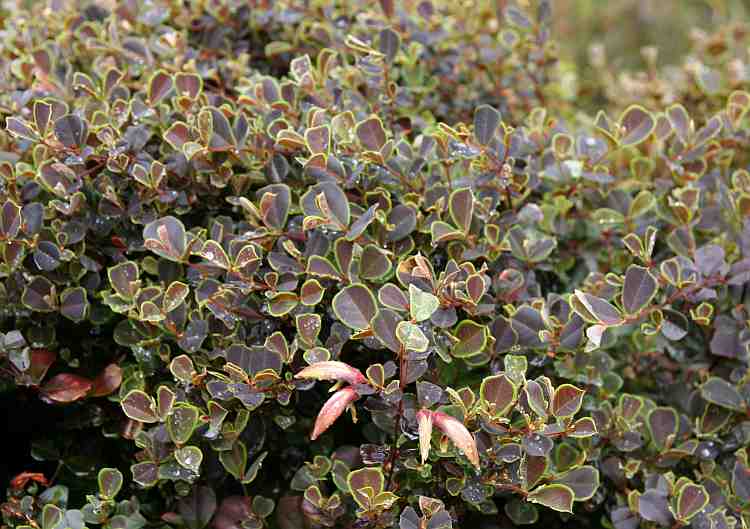 Image of Brachysema praemorsum 'Bronze Butterfly'