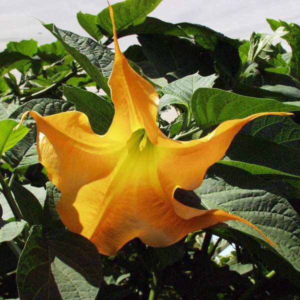 Image of Brugmansia 'Charles Grimaldi'