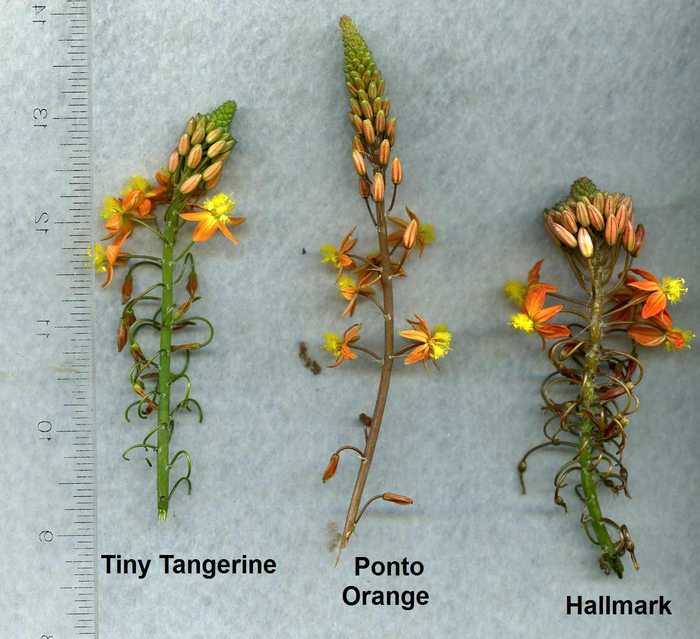 Image of Bulbine frutescens 'Tiny Tangerine'