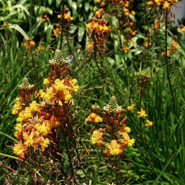 Image of Bulbine frutescens 'Hallmark'