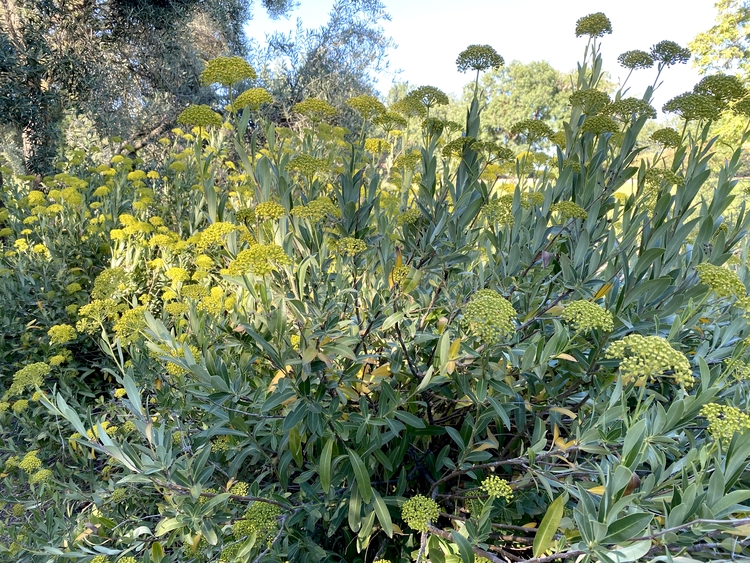 Image of Bupleurum fruticosum