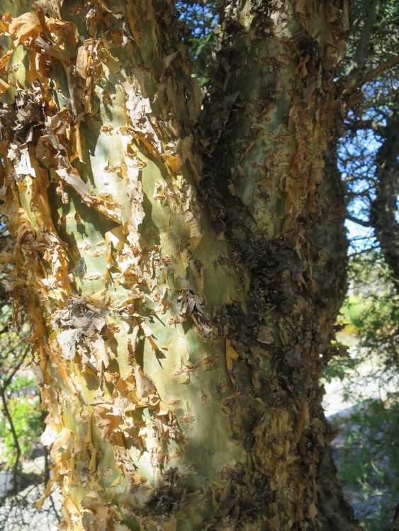 2nd Image of Bursera fagaroides at San Marcos Growers