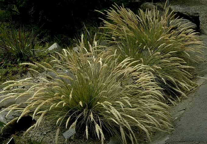 Image of Calamagrostis foliosa