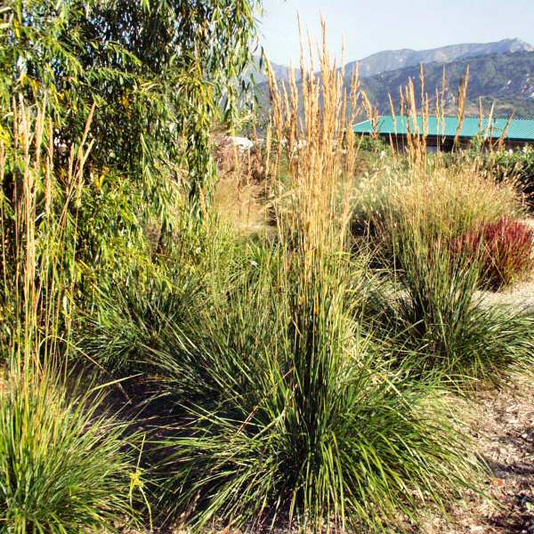 Image of Calamagrostis x acutiflora 'Karl Foerster'