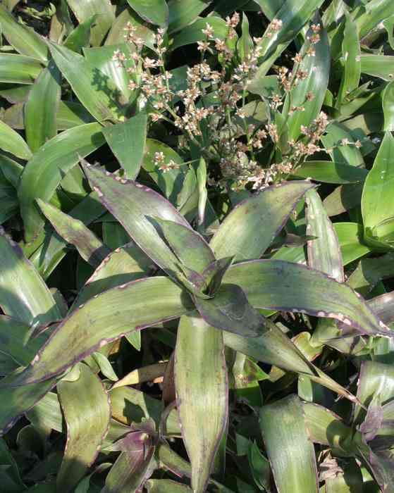 Image of Callisia fragrans