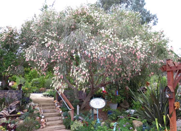 Image of Callistemon 'Cane's Hybrid'