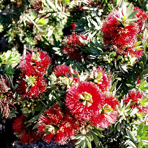 Image of Callistemon 'Little John'