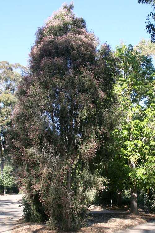 Image of Callistemon salignus