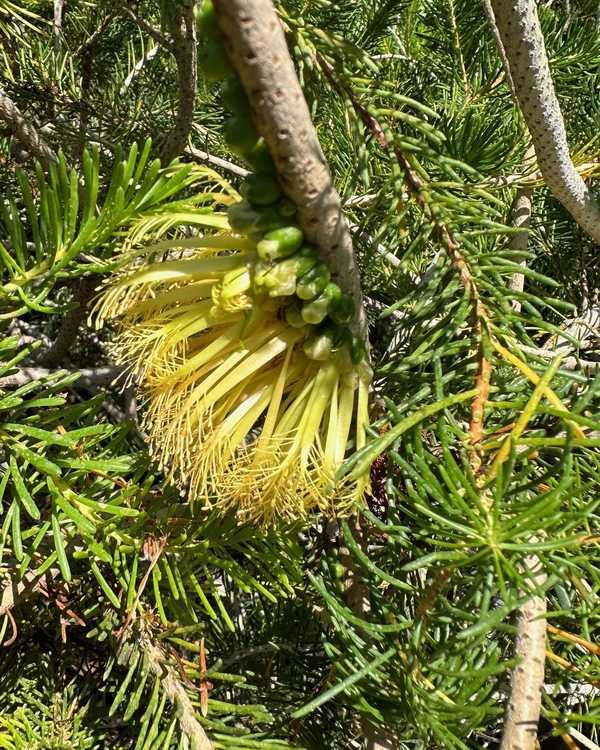 Image of Calothamnus quadrifidus 'Yellow Form'