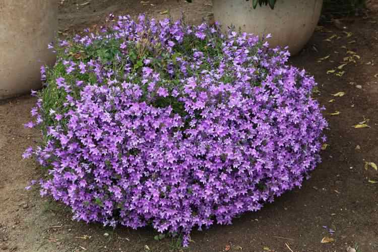 Image of Campanula 'Birch Hybrid'