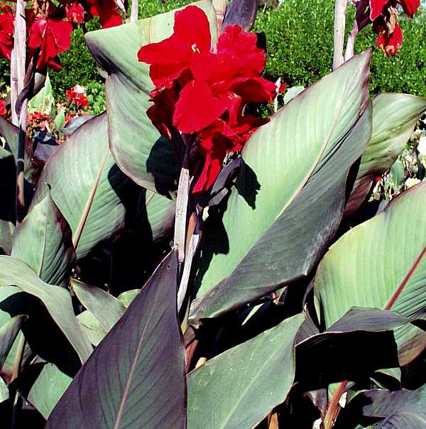 Image of Canna 'Black Knight'