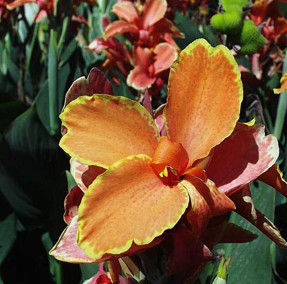 Image of Canna 'Lucifer's Sister'