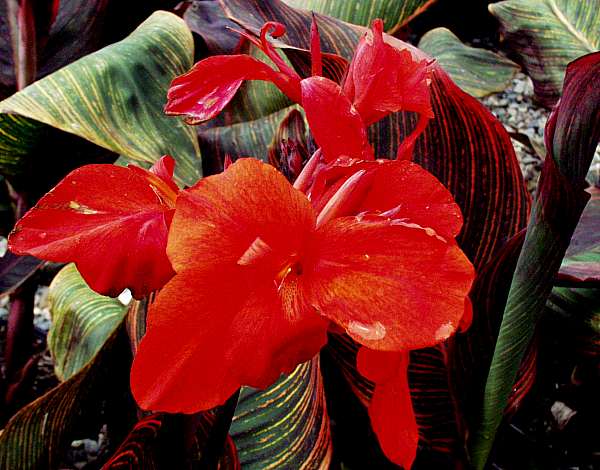 Image of Canna 'Durban'