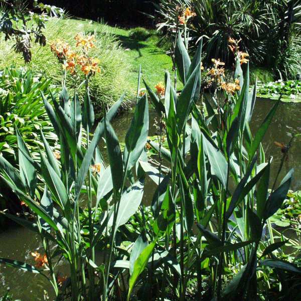 Image of Canna 'Taney'