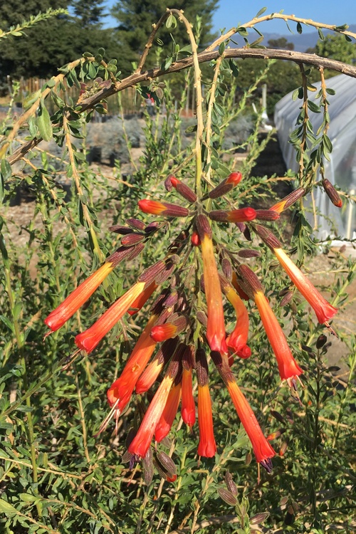 Image of Cantua buxifolia 'Orange'