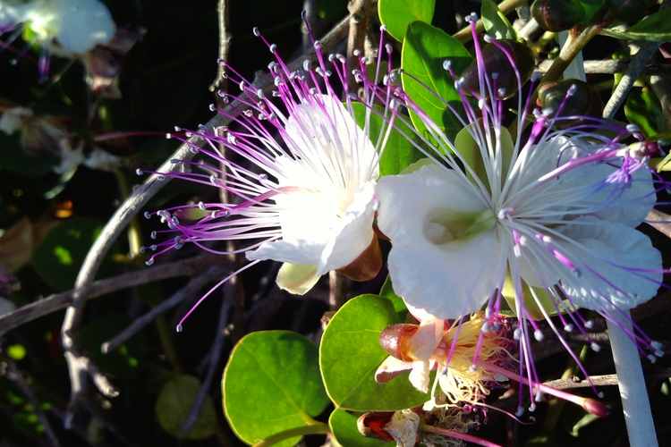 Image of Capparis spinosa var. inermis