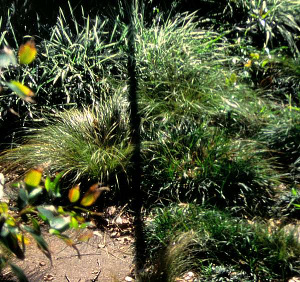 Image of Carex albula