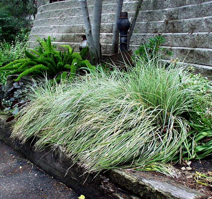 Image of Carex oshimensis 'Evergold'