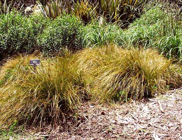 Image of Carex testacea