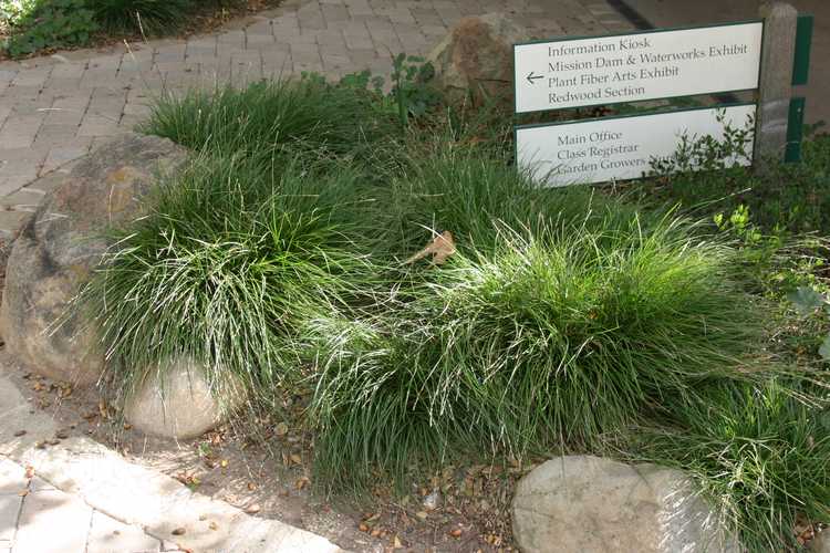 Image of Carex divulsa [C. tumulicola, Hort.]