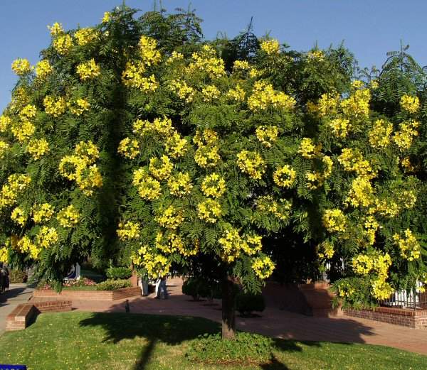 Image of Cassia leptophylla