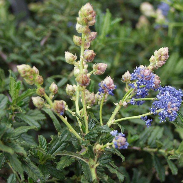 Image of Ceanothus 'Joyce Coulter'