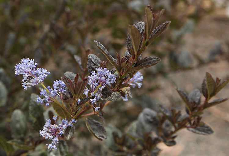 Image of Ceanothus Tuxedo ['FIT02'] PP20,754