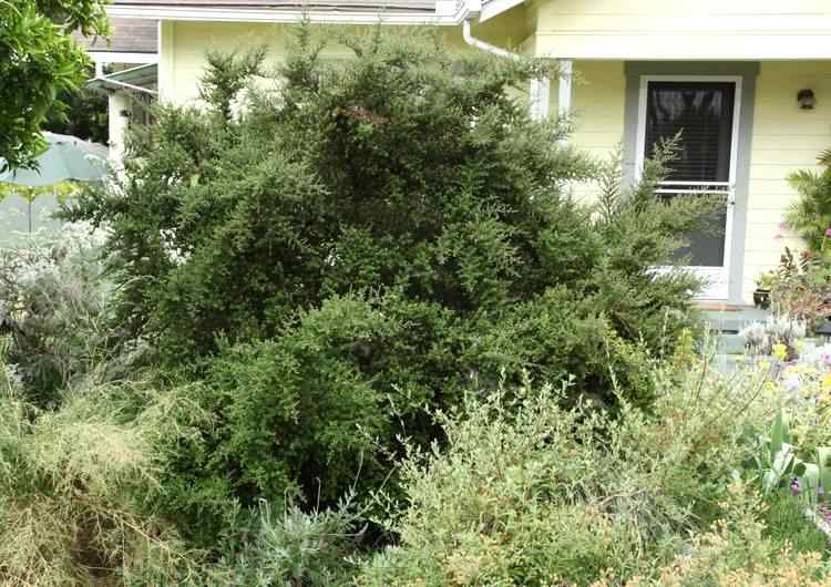 Image of Ceanothus impressus 'Vandenberg'