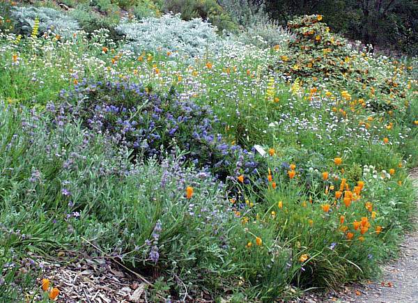 Image of Ceanothus 'Wheeler Canyon'