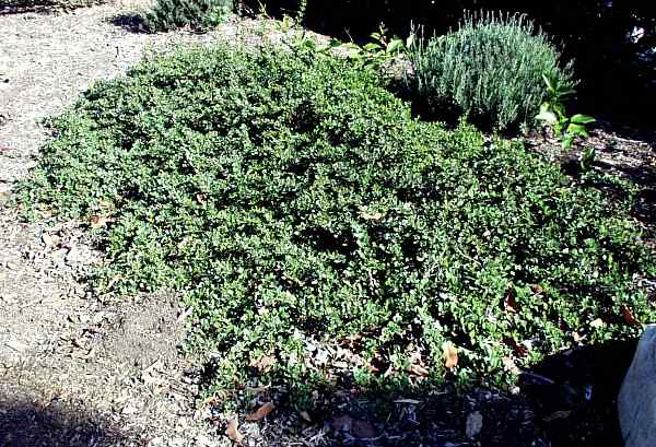 Image of Ceanothus gloriosus 'Anchor Bay'