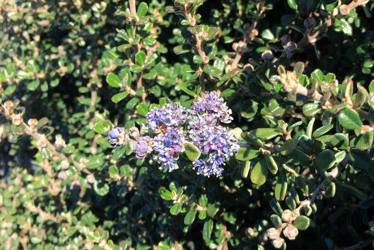 Image of Ceanothus maritimus 'Point Sierra'