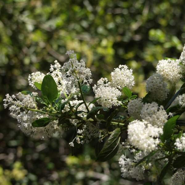 Image of Ceanothus thyrsiflorus 'Snow Flurry'