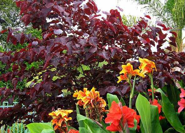 Image of Cercis canadensis 'Forest Pansy'