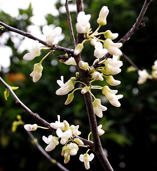 Image of Cercis canadensis var. texensis 'Texas White'