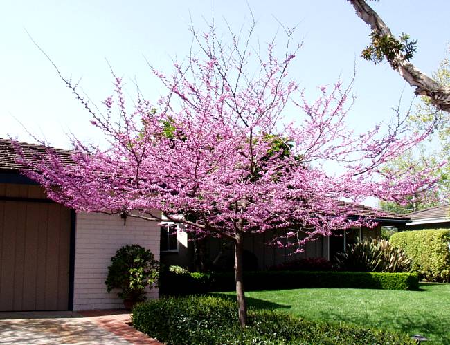 Image of Cercis occidentalis