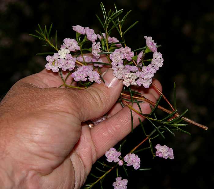 Image of Chamelaucium uncinatum 'Dancing Queen'