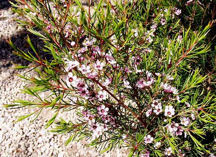 Image of Chamelaucium 'Lady Stephanie'