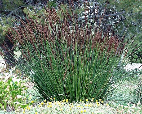 Image of Chondropetalum tectorum