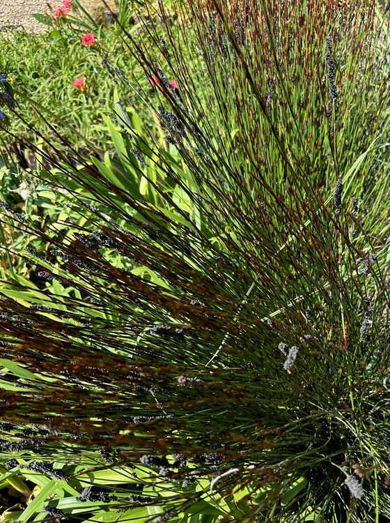 Image of Chondropetalum tectorum 'Red-bract Form'