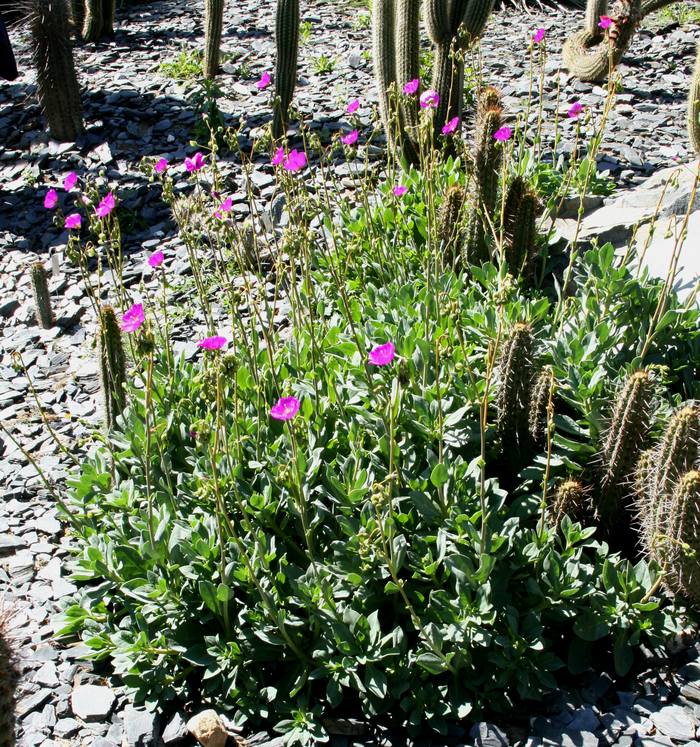 Image of Cistanthe grandiflora 'Jazz Time'