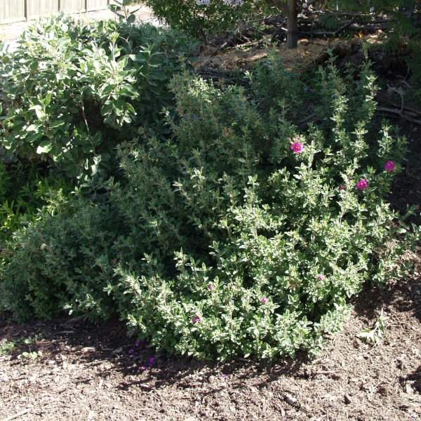 Image of Cistus x pulverulentus 'Sunset'