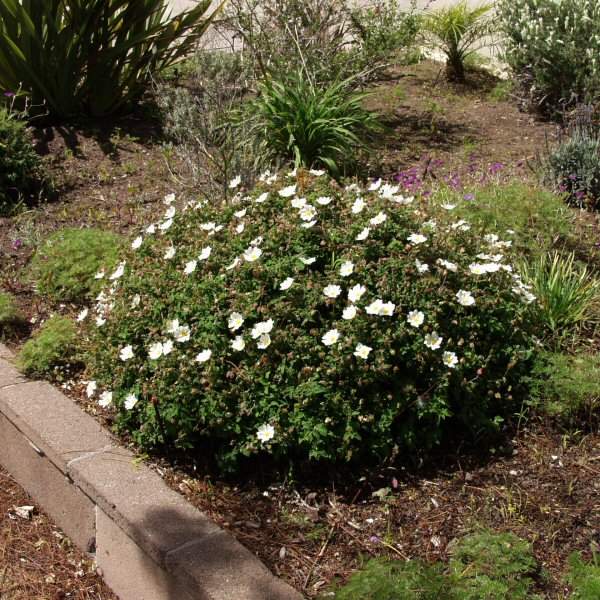 Image of Cistus salviifolius 'Prostratus'