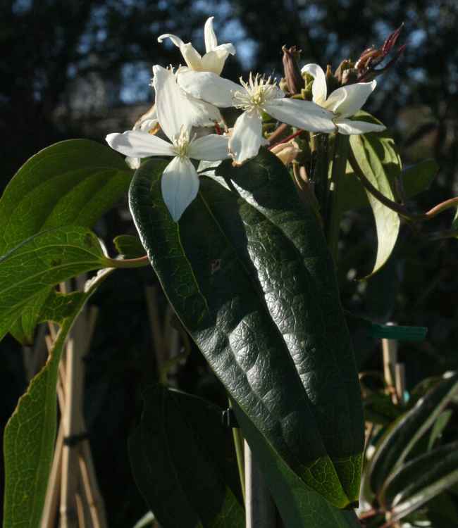 Image of Clematis armandii