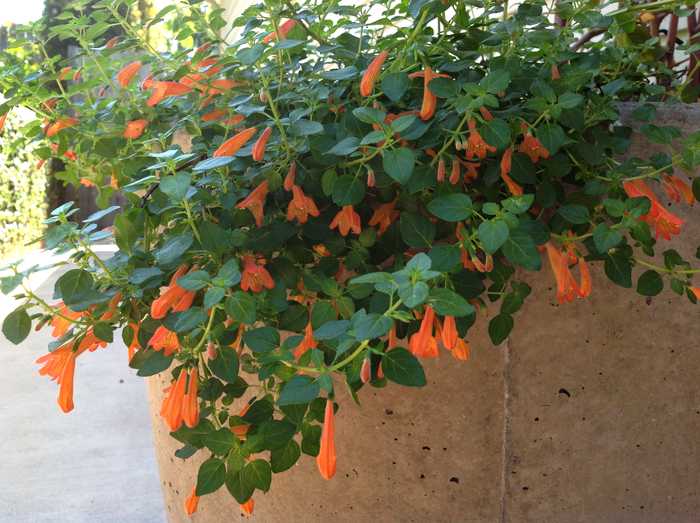 Image of Clinopodium mexicanum